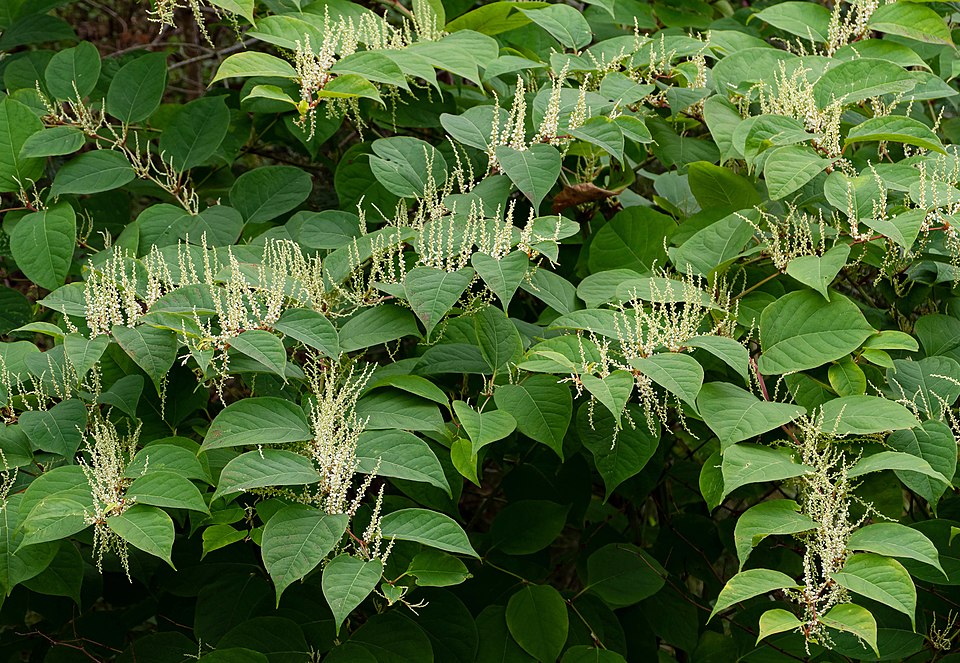 Näyttävä koristepensas on todella haitallinen vieraslaji – voi tappaa jopa taimenia Reynoutria japonica in Brastad 1