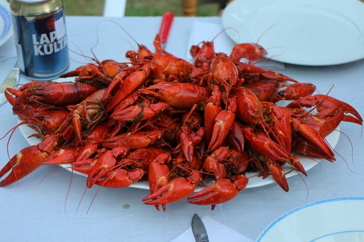 Näin ehkäiset rapuruton leviämistä - 3 tärkeintä sääntöä crayfishes seafood cajun food seafood boil animal source foods decapoda 1427831