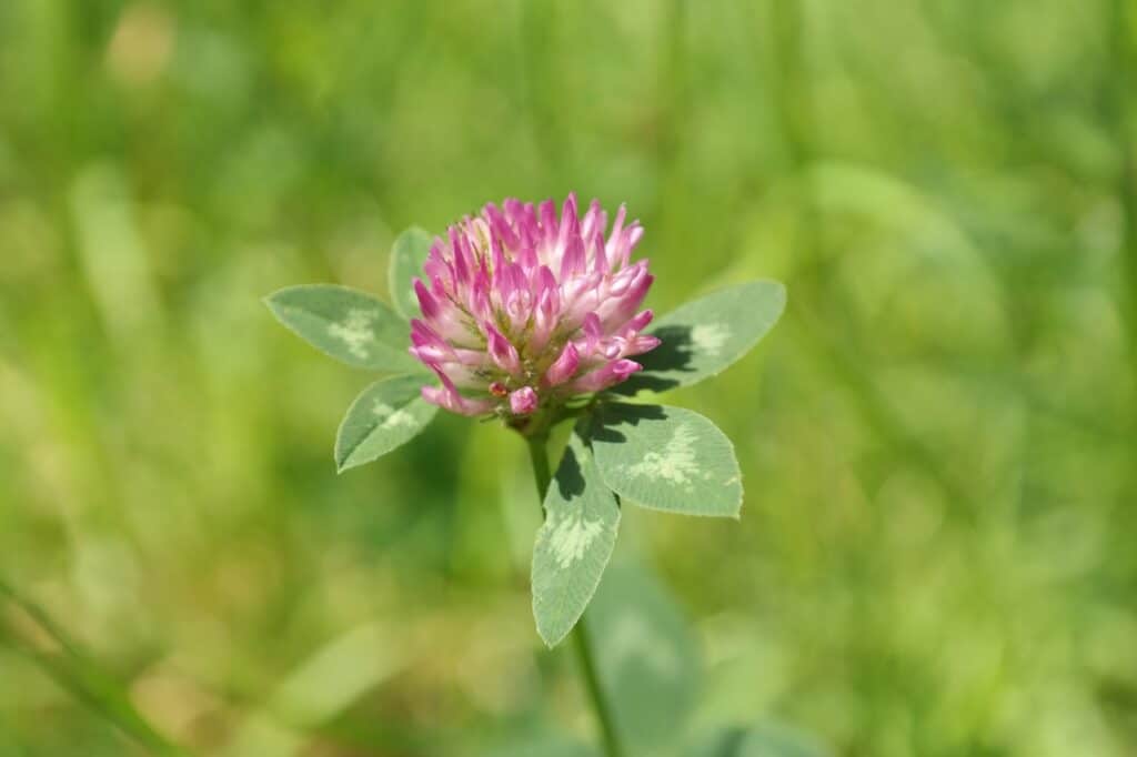 Pihoilla rehottavan villiyrtin kukista saa mainion salaatin - parhaimmillaan nyt grass blossom plant meadow prairie flower 1123596 pxhere.com
