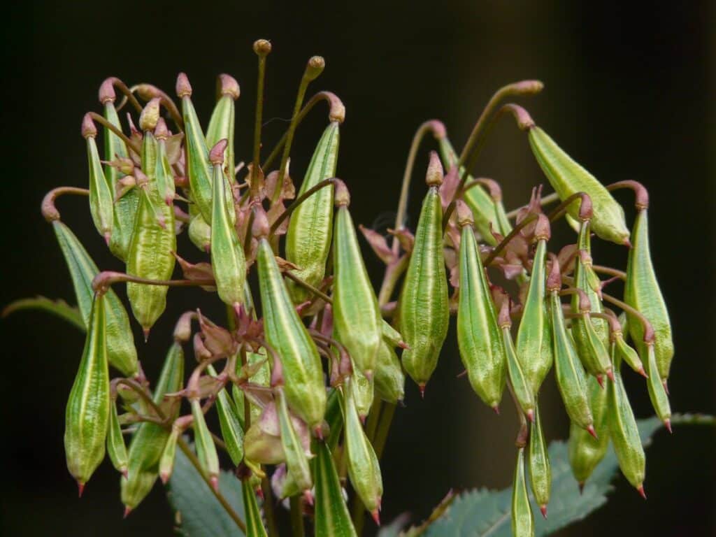 Jos pihallasi kasvaa tätä kasvia, se tulisi kitkeä heti pois – uhkaa jopa kalojen kutupaikkoja plant flower green herb produce insect 1262770 pxhere.com