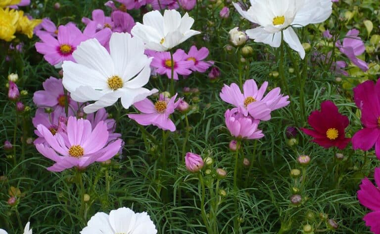 Istuta nämä kasvit puutarhaasi ja sinun ei tarvitse käyttää tuholaismyrkkyjä Istuta nämä kasvit puutarhaasi ja sinun ei tarvitse käyttää tuholaismyrkkyjä