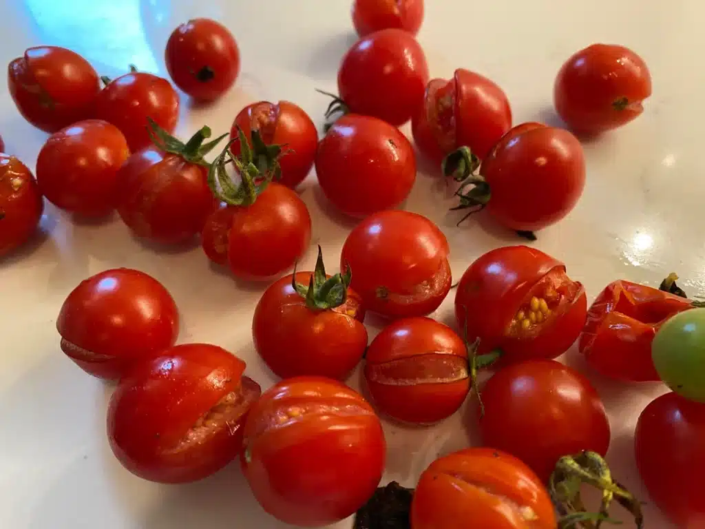 Tämän vuoksi tomaatit halkeavat - näin vältät yleisen ongelman Kirsikkatomaatti