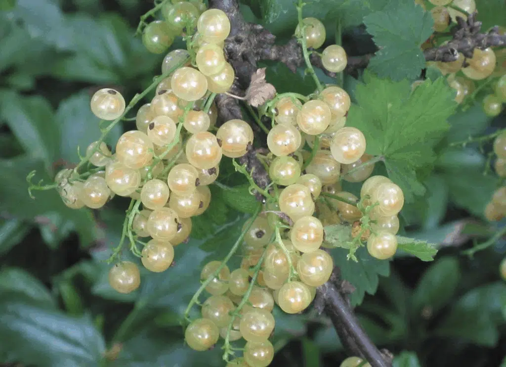 Punaherukan vaalea ”serkku” on herkullinen – katso miten voit käyttää sitä