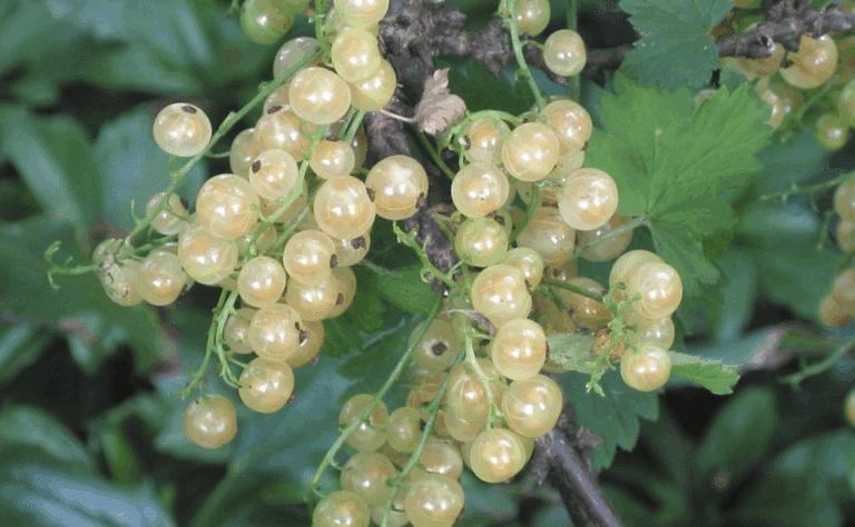 Punaherukan vaalea ”serkku” on herkullinen – katso miten voit käyttää sitä
