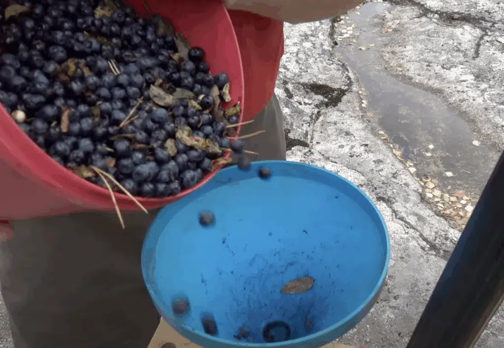 Mustikat ja puolukat puhtaaksi imurin avulla – Markon nerokas viritelmä