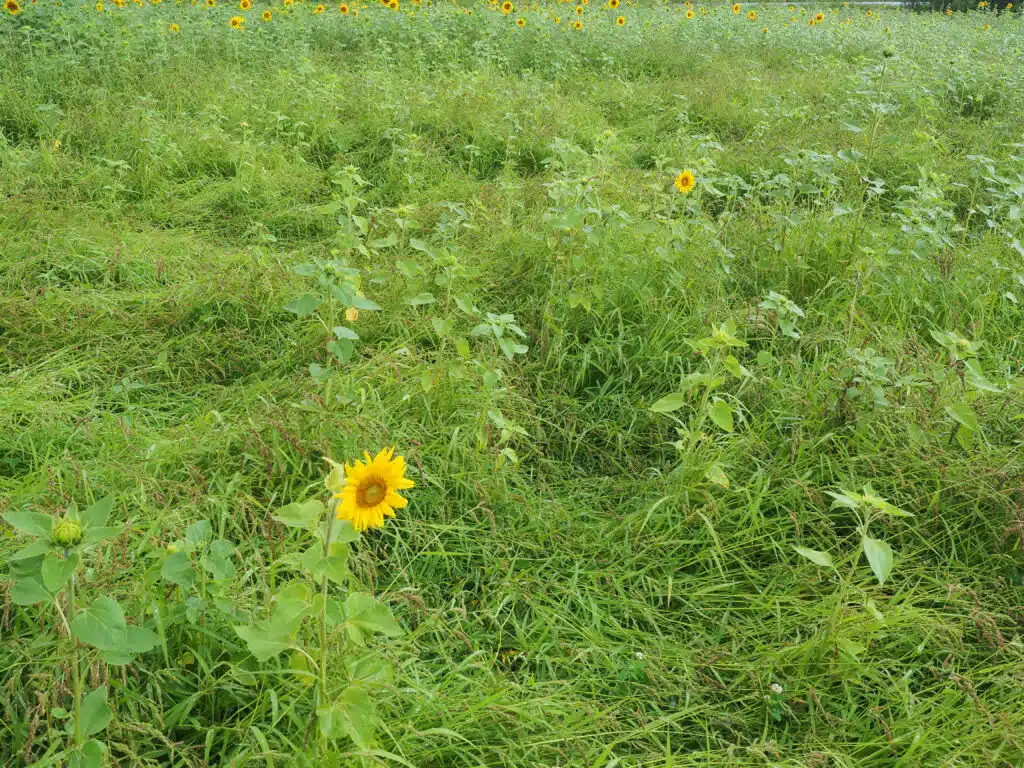 Kaksi rikkakasvia, jotka tulee poistaa loppukesästä ennen kuin ne ehtivät siementää