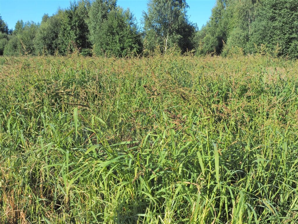 Kaksi rikkakasvia, jotka tulee poistaa loppukesästä ennen kuin ne ehtivät siementää Rikkakananhirssipelto
