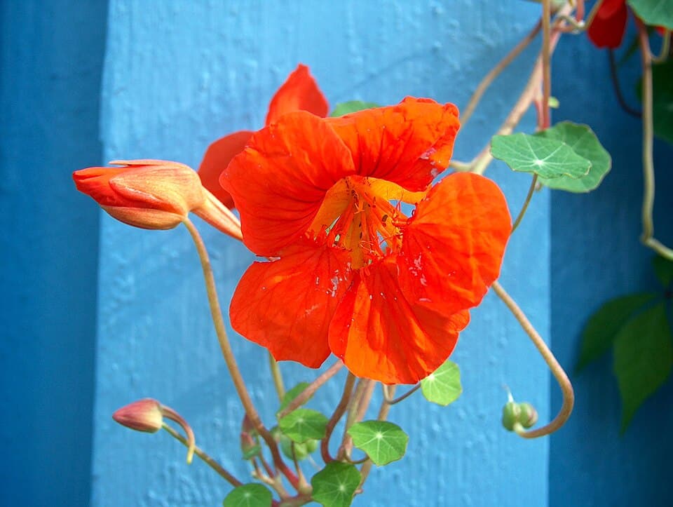 Tropaeolum majus Krassi 2005 07 28