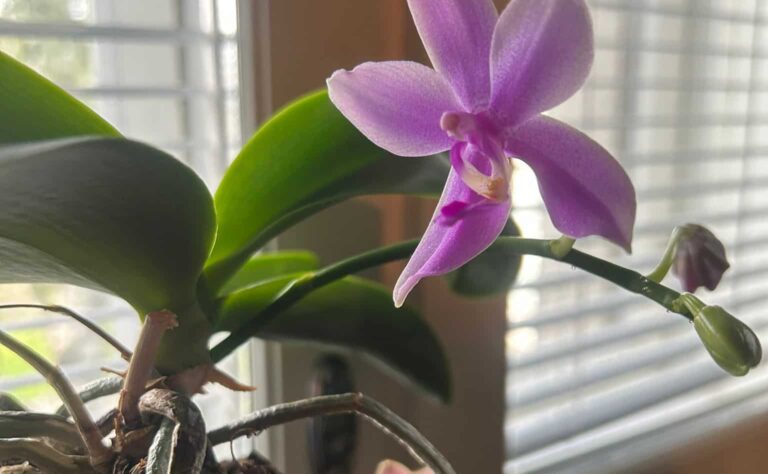 9 vinkkiä, joilla ystäväni saa aina orkidean kukkimaan uudestaan