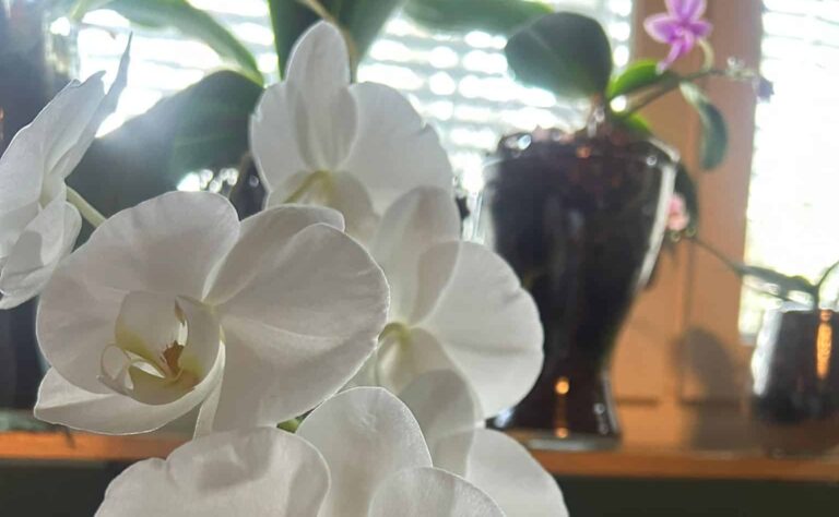 Ystäväni orkidea kukkii aina syksyisin - tee tämä ja sinäkin onnistut Ystäväni orkidea kukkii aina syksyisin – tee tämä ja sinäkin onnistut