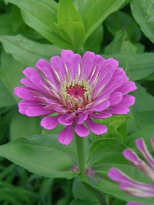 Zinnia 289671623