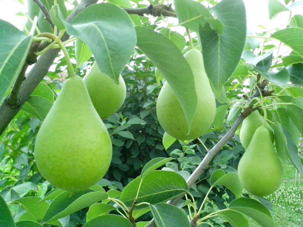 Näin selvität onko päärynä kypsä - paina ja haista tätä kohtaa pixnio 4080x3060 1