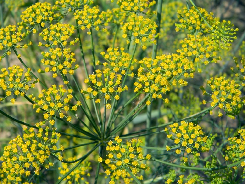 plant meadow flower food green herb 622126 pxhere.com