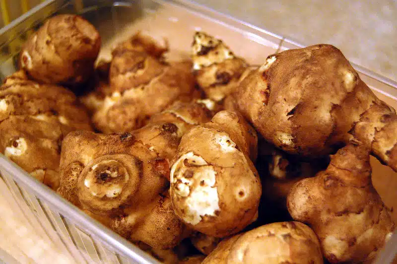 Tee tämä syys-lokakuussa ja saat runsaan maa-artisokkasadon omalta pihaltasi