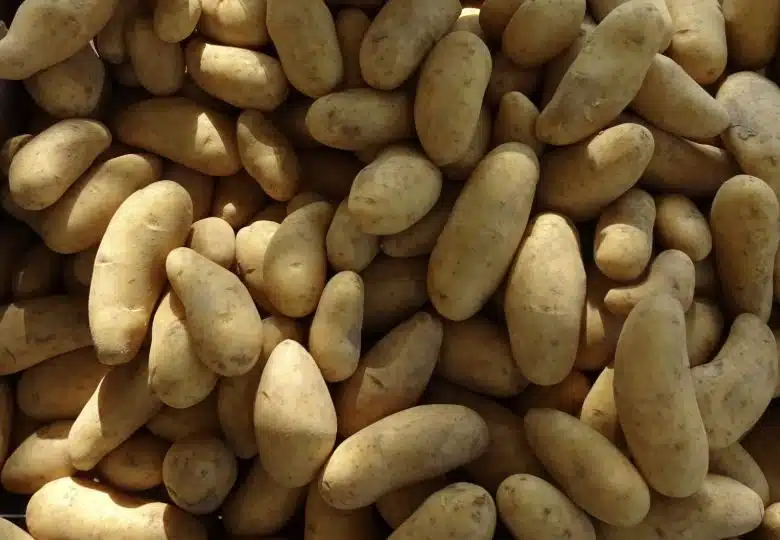 Puikulaperunoista tulee julmetun hyviä tällä reseptillä – tarvitset vain suolaa ja öljyä