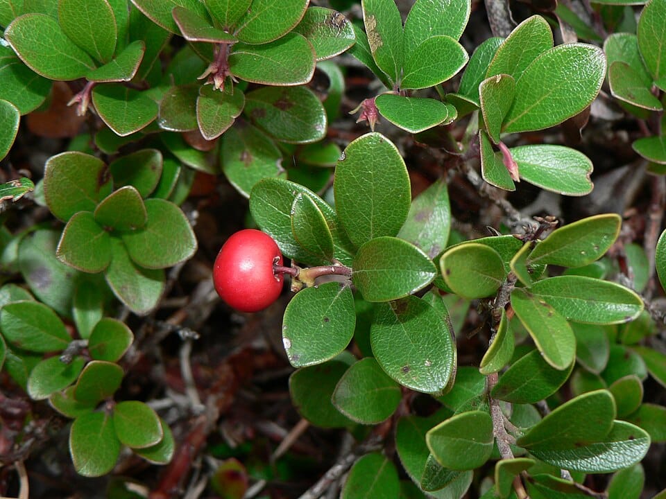 Arctostaphylos uva ursi 28284 1
