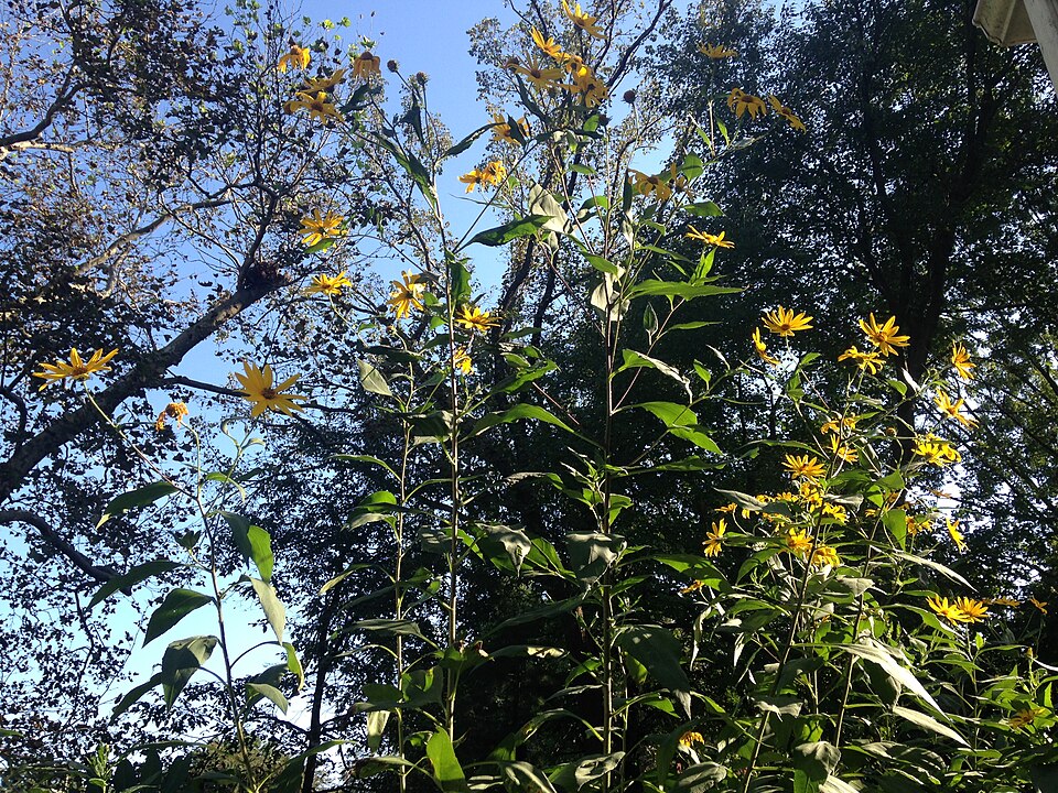 Jerusalem artichoke Helianthus tuberosus