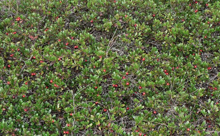 Älä sekoita puolukkaa sen näköislajiin – pahanmakuinen, jauhoinen ja vetinen