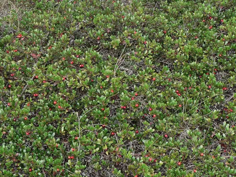 Älä sekoita puolukkaa sen näköislajiin – pahanmakuinen, jauhoinen ja vetinen