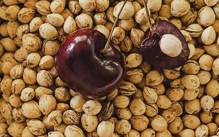 Lievästi myrkyllinen raaka-aine on erinomainen mauste - moni heittää roskiin Lievästi myrkyllinen raaka-aine on erinomainen mauste – moni heittää roskiin