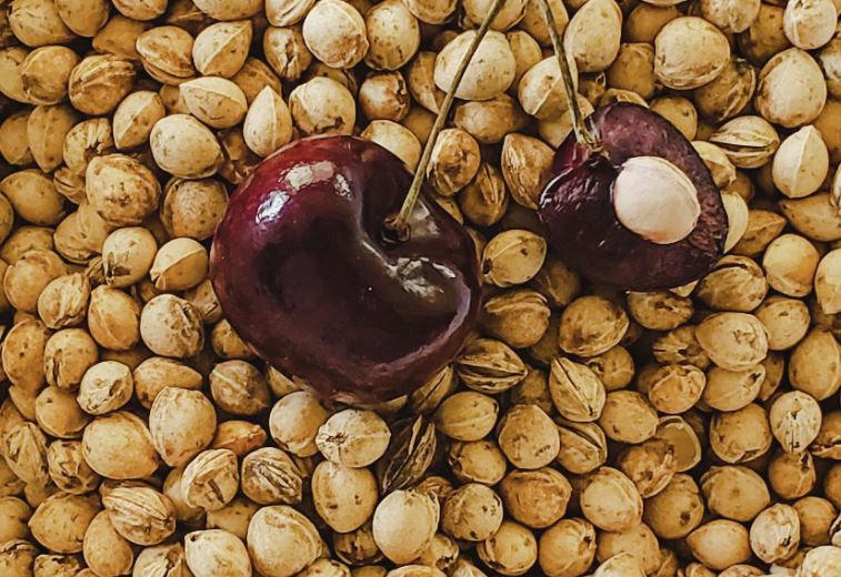 Lievästi myrkyllinen raaka-aine on erinomainen mauste - moni heittää roskiin Lievästi myrkyllinen raaka-aine on erinomainen mauste – moni heittää roskiin