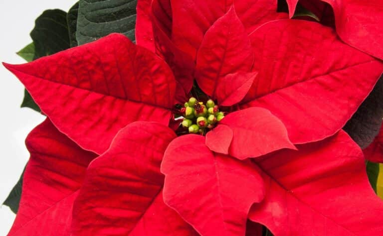 Lue tämä ennen kuin ostat joulutähden – yleinen virhe tappaa kasvin päivissä