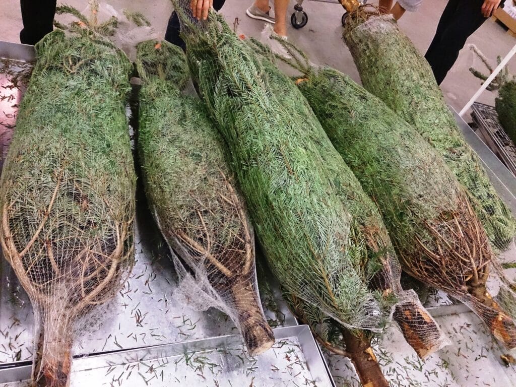 Muista aina tehdä tämä ennen joulukuusen pystyttämistä - vähentää tulipaloriskiä Christmas tree for sale