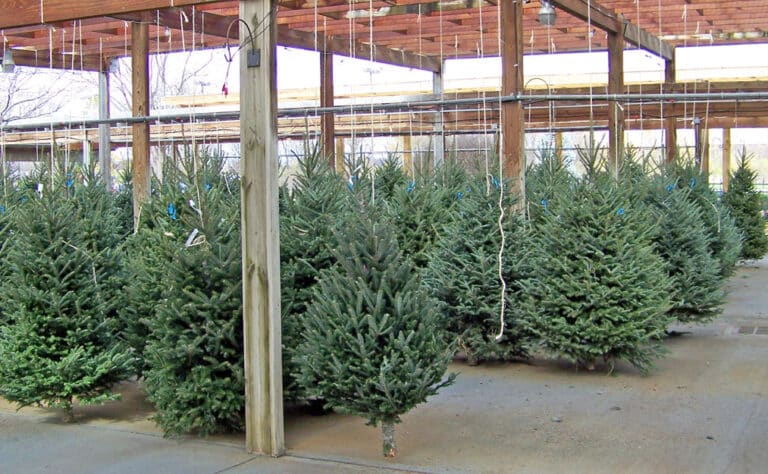 Muista aina tehdä tämä ennen joulukuusen pystyttämistä - vähentää tulipaloriskiä Muista aina tehdä tämä ennen joulukuusen pystyttämistä – vähentää tulipaloriskiä