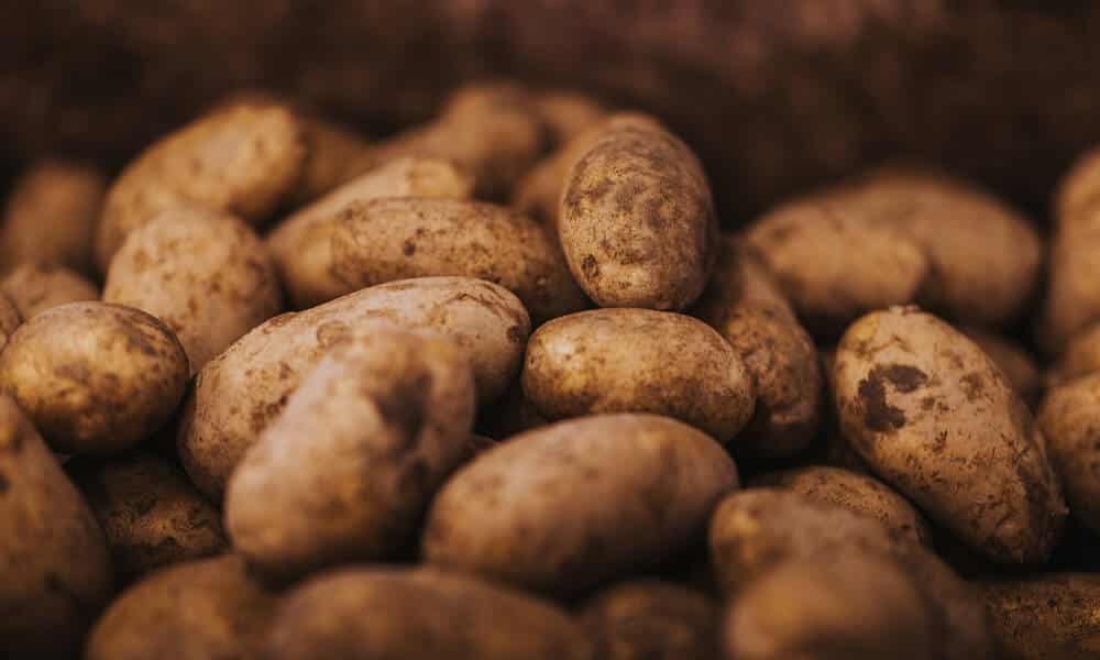 Perunat säilyvät pitkään kellarissa