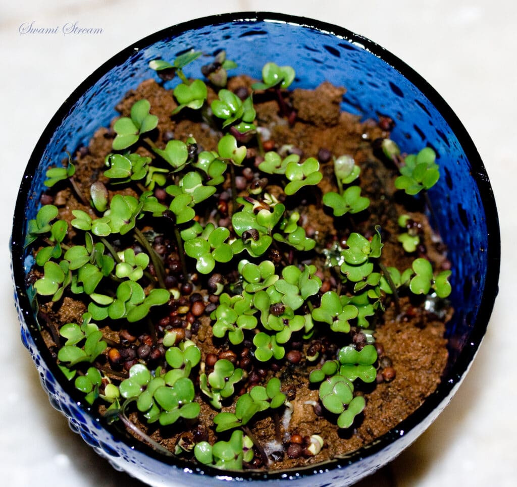 2943572042 361f6107d8 k