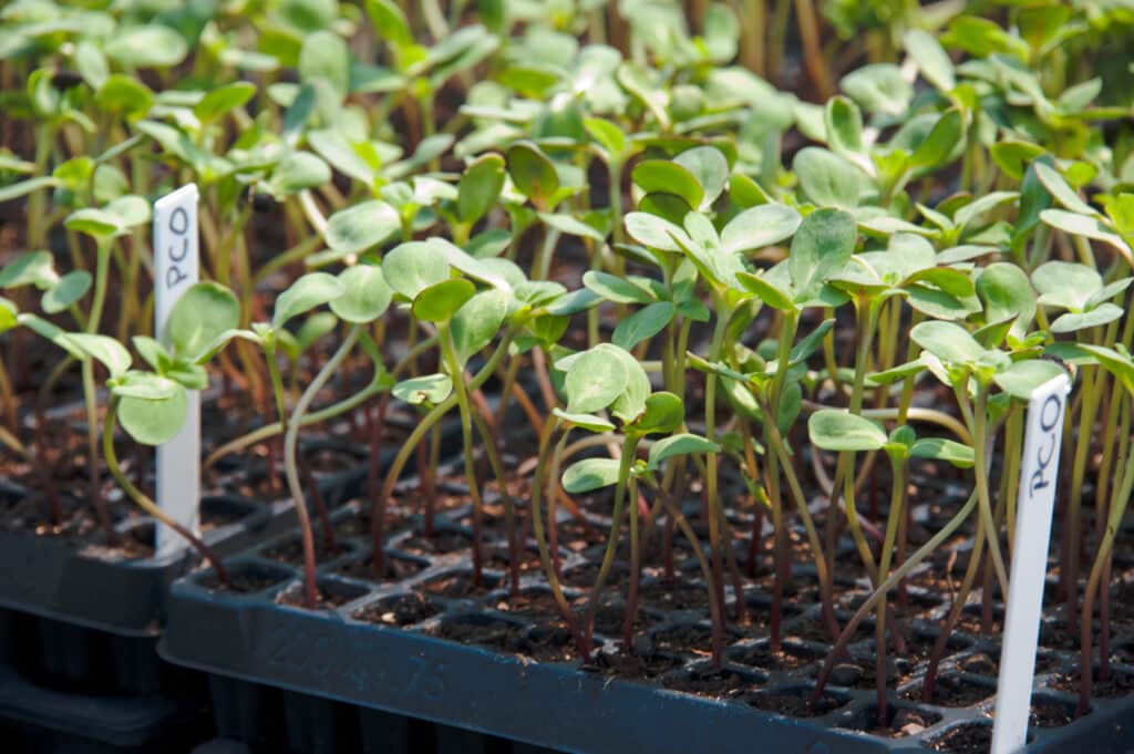 Auringonkukan versot