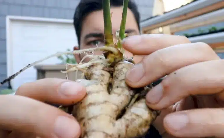 Loputon inkiväärisato melkein ilmaiseksi – näin onnistut