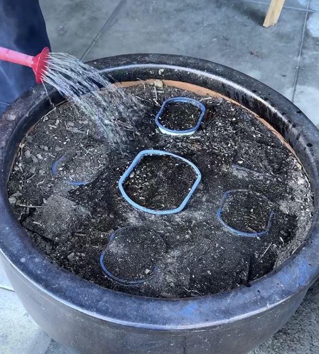 Nerokas istutusniksi leviää somessa – moni toivoisi nähneensä tämän aiemmin Kastelu