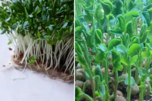 Mainio pääsiäisvinkki: Rairuoho tuntuu tämän jälkeen surkealta idealta