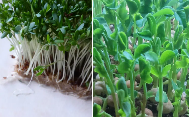 Mainio pääsiäisvinkki: Rairuoho tuntuu tämän jälkeen surkealta idealta