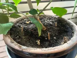 Mummoni työnsi kukkaruukkuun tulitikkuja – unohdettu vanhanajan niksi Mummoni työnsi kukkaruukkuun tulitikkuja – unohdettu vanhanajan niksi