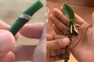 Loputon määrä orkideoja yhdestä varresta – tätä kikkaa kaupat eivät halua paljastaa