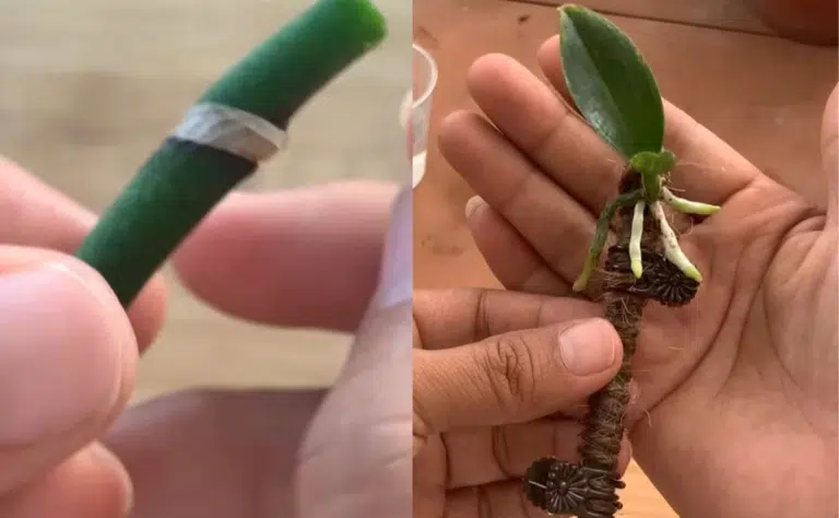 Loputon määrä orkideoja yhdestä varresta – tätä kikkaa kaupat eivät halua paljastaa