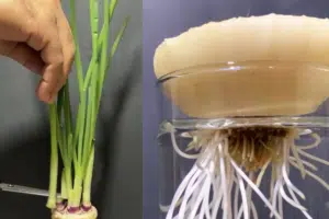 Sipulin kantaa ei kannata heittää pois – sama kuin viskaisi rahaa roskiin