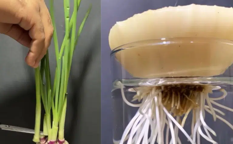 Sipulin kantaa ei kannata heittää pois – sama kuin viskaisi rahaa roskiin