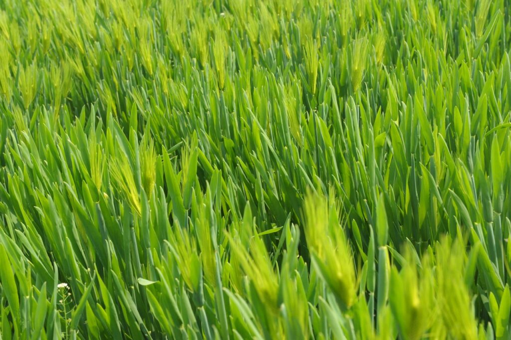 grass plant field lawn meadow barley 750474 pxhere.com