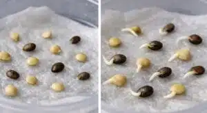 Paras tapa saada siemenet itämään – Tarvitset vain rasian ja talouspaperia