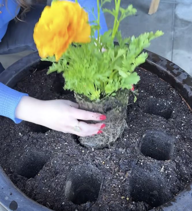 Nerokas istutusniksi leviää somessa – moni toivoisi nähneensä tämän aiemmin takaisinistutus