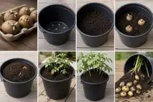 Näin saat nauttia omista perunoista jo alkukesästä: salaisuus piilee ämpärissä