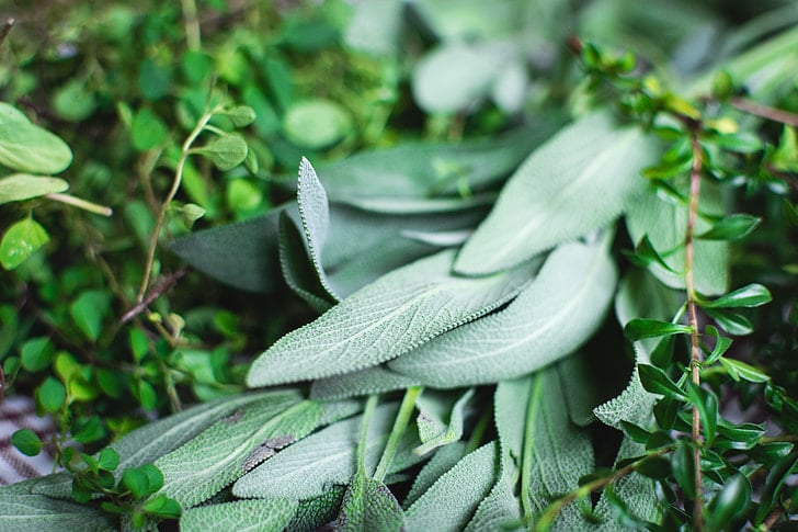 Herbs